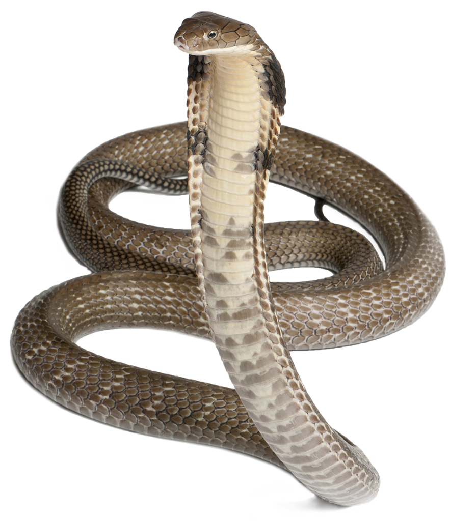Cobra Transparent PNG Image