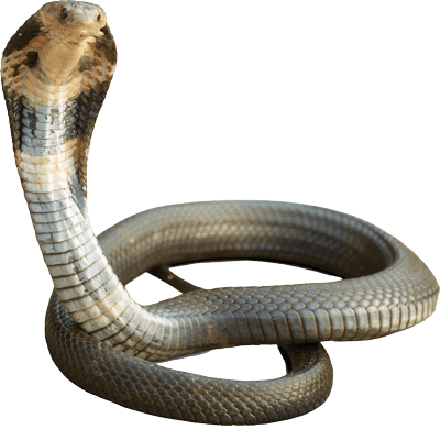 Cobra Transparent PNG Image