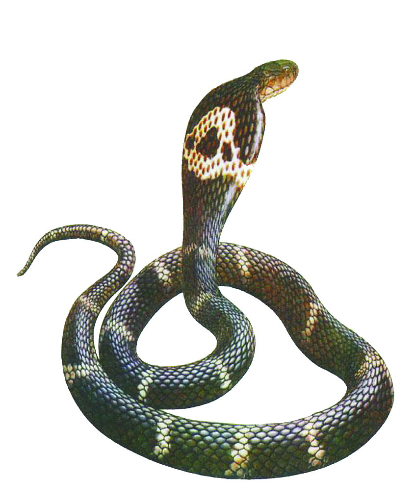 Cobra Transparent PNG Image