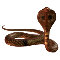 Cobra PNG