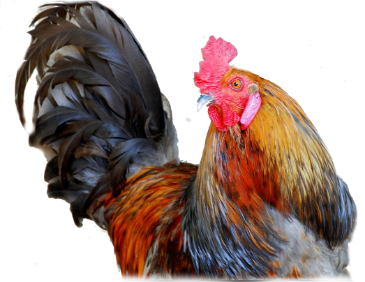 Cock Transparent PNG Image