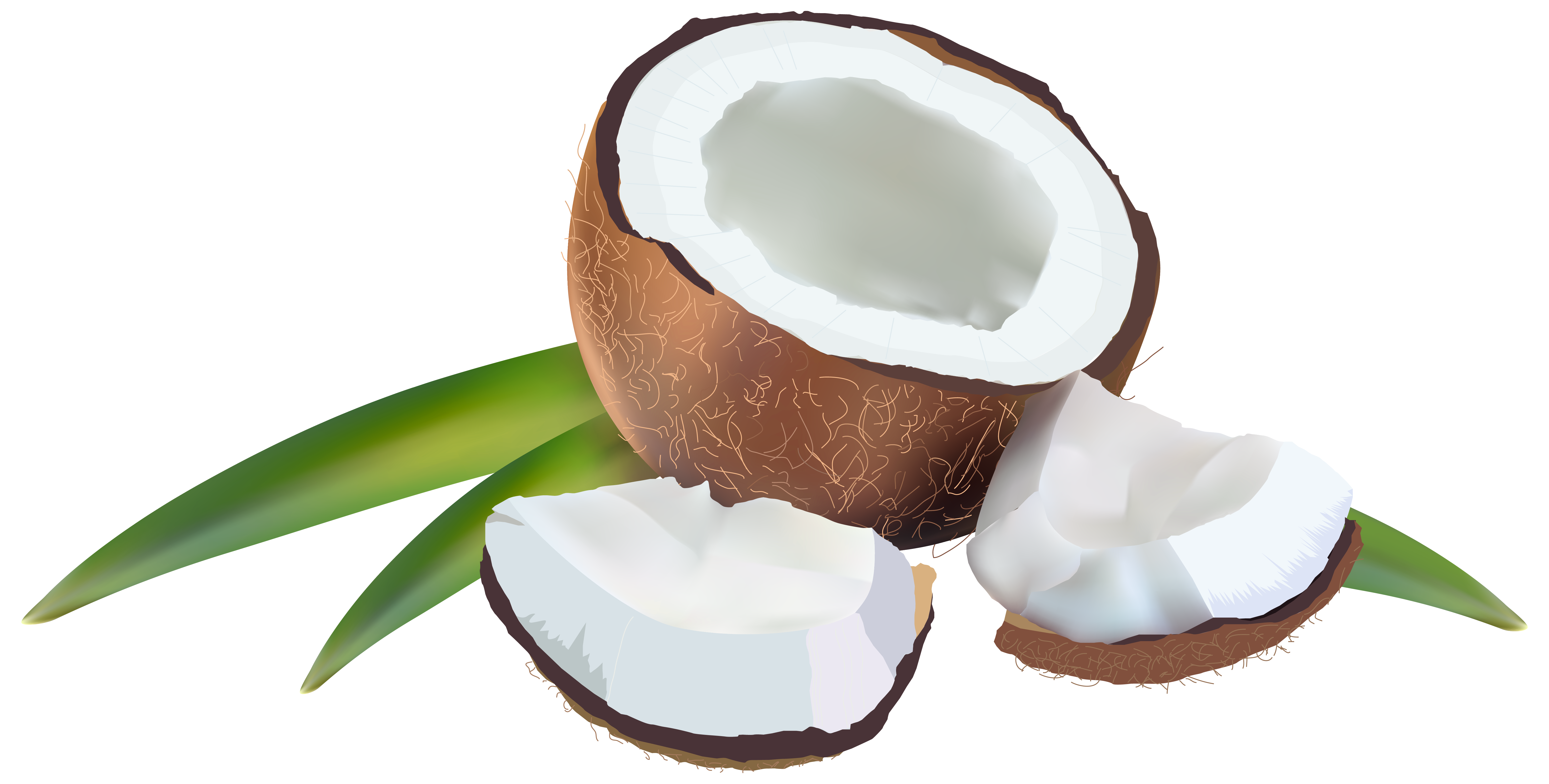 Coconut Transparent PNG Image