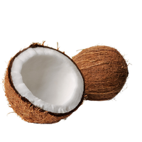 Coconut Png Clipart PNG Image