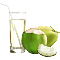 Fresh Coconut Pic Green PNG File HD PNG Image