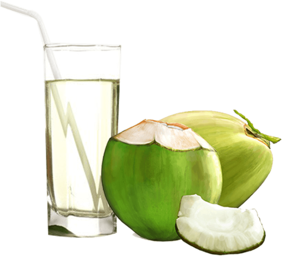 Fresh Coconut Pic Green PNG File HD PNG Image