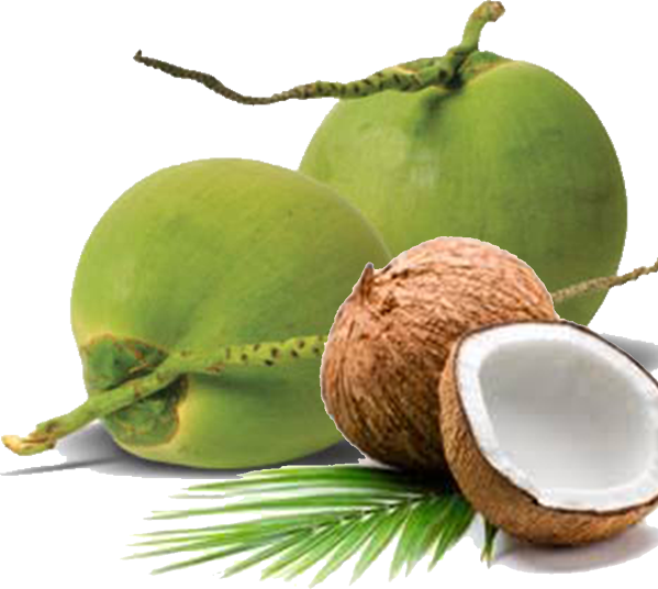 Green Coconut Organic Free HQ Image PNG Image