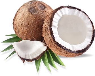 Coconut Picture PNG Image