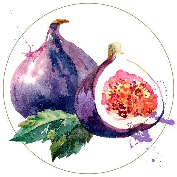 Watercolor Fig Free Download PNG HQ PNG Image