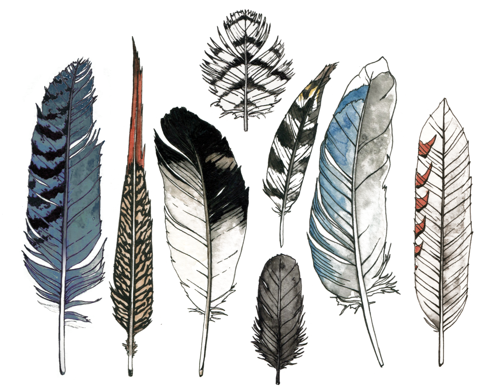 Watercolor Feather PNG Free Photo PNG Image