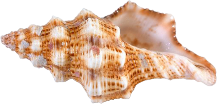 Conch Transparent PNG Image