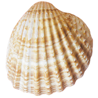 Conch PNG
