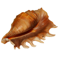 Conch PNG