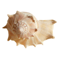 Conch PNG
