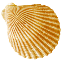 Conch