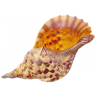 Conch PNG
