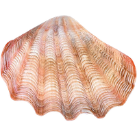 Conch PNG