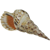 Conch PNG