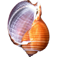 Conch PNG