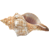 Conch PNG