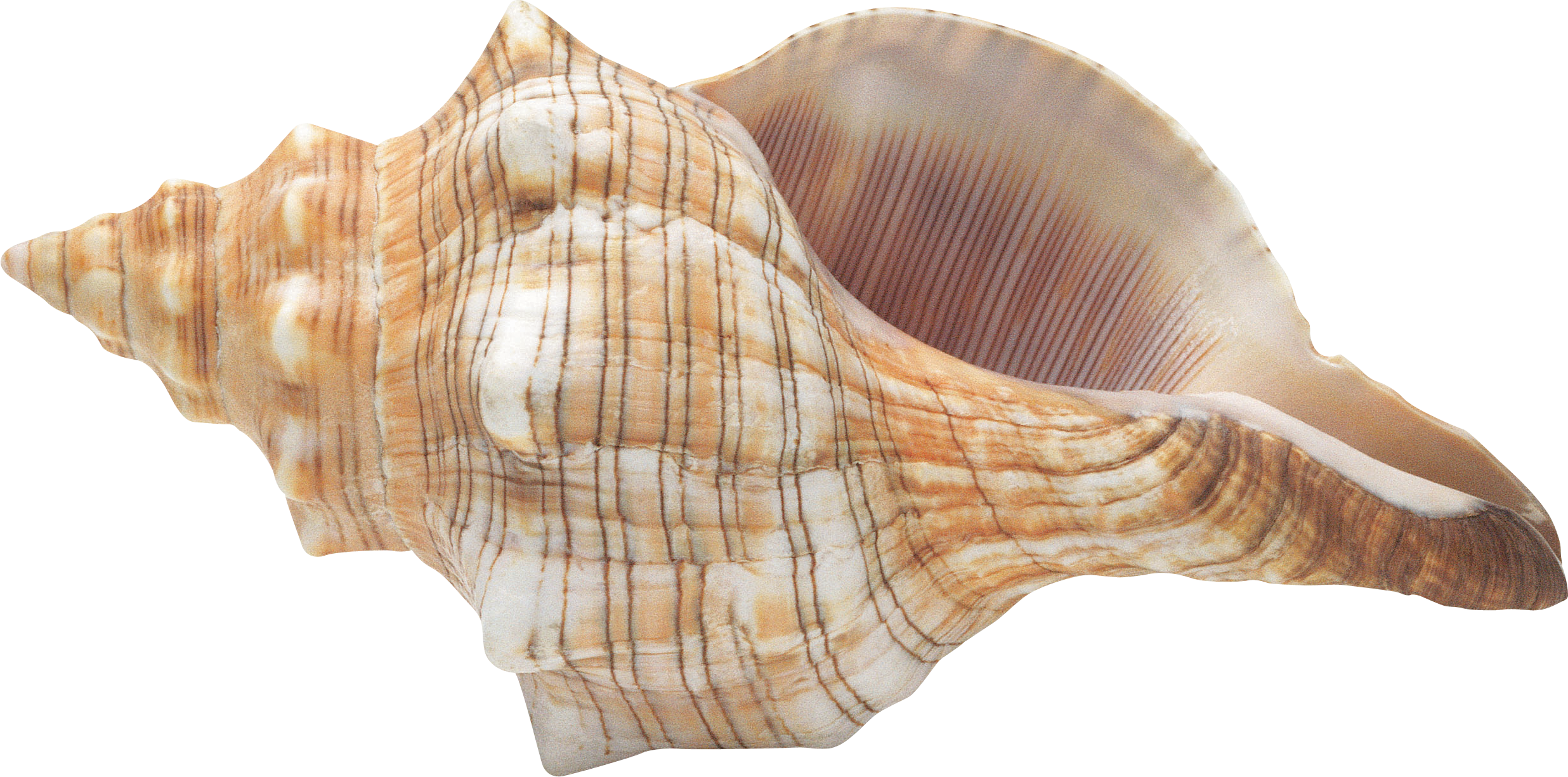 Conch Transparent PNG Image