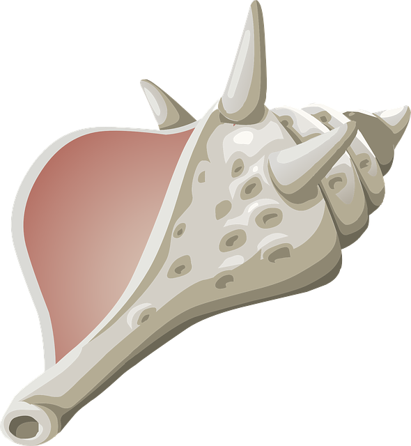 Conch Transparent PNG Image