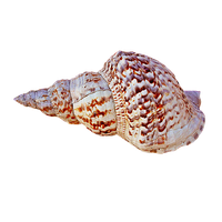 Conch PNG