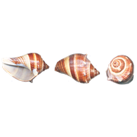 Conch PNG