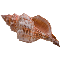 Conch PNG