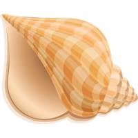 Conch PNG