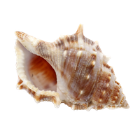 Conch PNG
