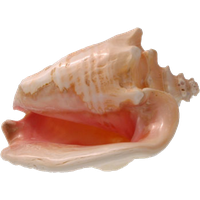 Conch PNG