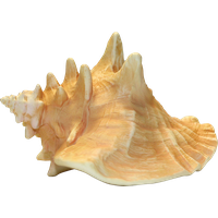Conch PNG