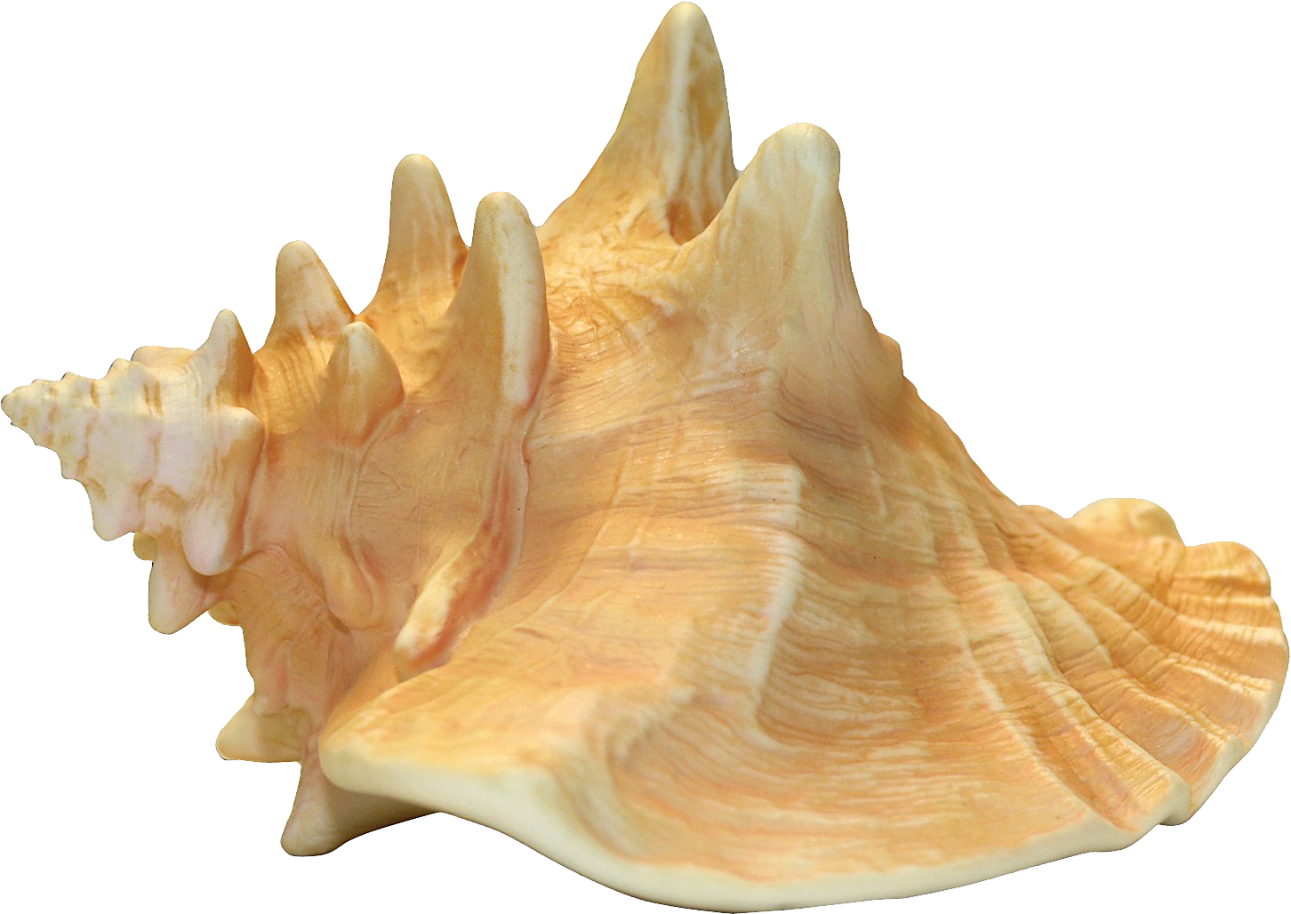 Conch Transparent PNG Image