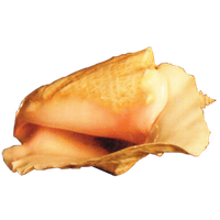 Conch PNG