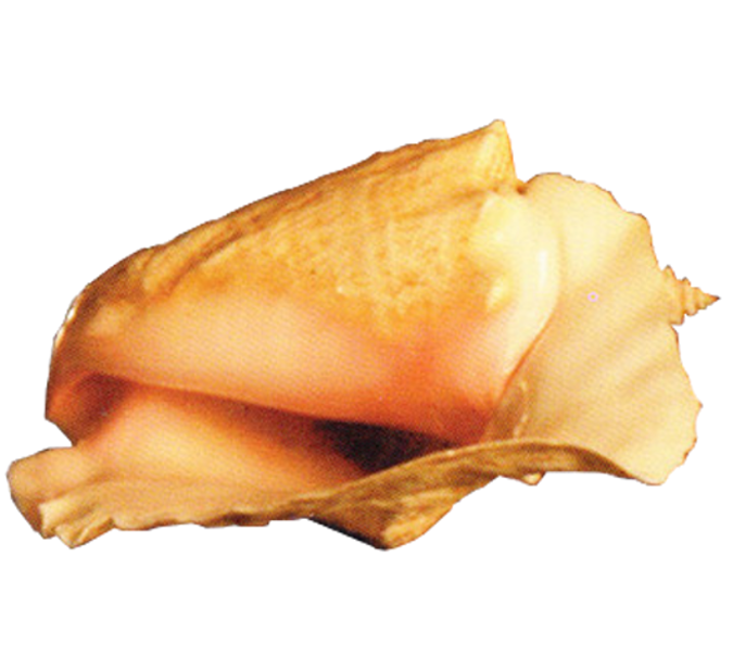 Conch Transparent PNG Image