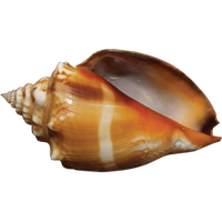 Conch PNG