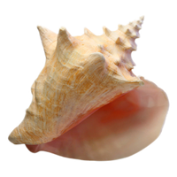 Conch PNG