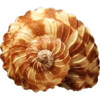 Conch PNG