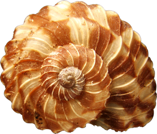 Conch Transparent PNG Image