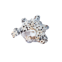 Conch PNG