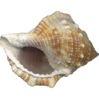 Conch PNG