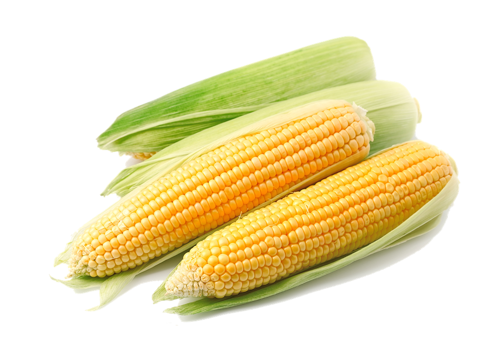 Corn Png File PNG Image