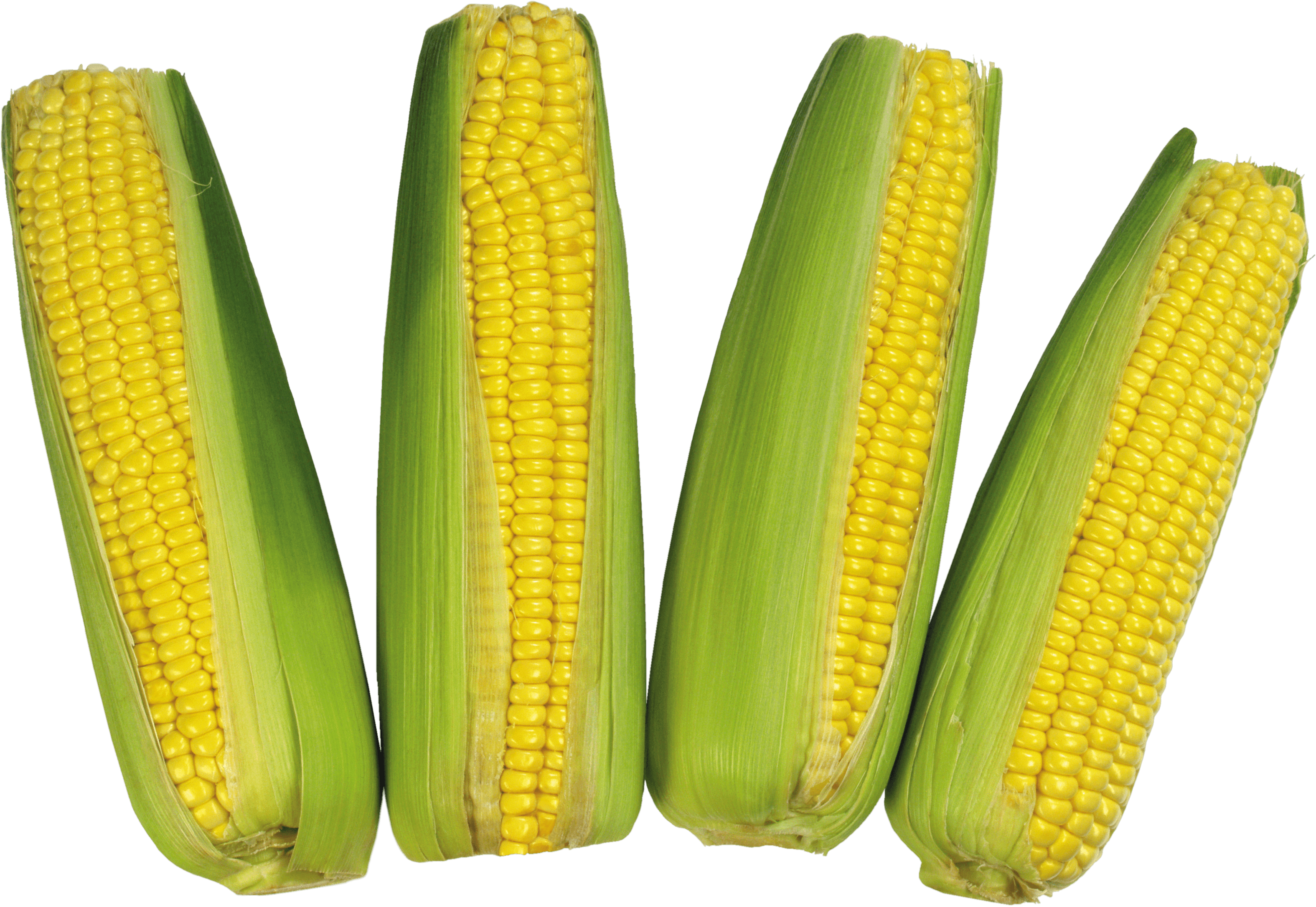 Mays corn. Кукуруза початок. Восковидная кукуруза. Кукуруза это овощ. Качан кукурузы.