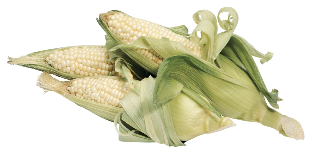 Baby Maize Corn Cobs Free Download PNG HD PNG Image