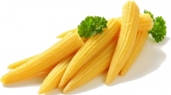 Baby Fresh Corn Cobs Free Download PNG HD PNG Image