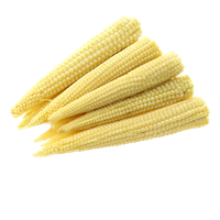 Baby Oraganic Corn Cobs Download HQ PNG