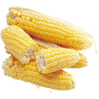 Corn Png Image PNG