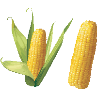 Download Corn Free PNG photo images and clipart | FreePNGimg