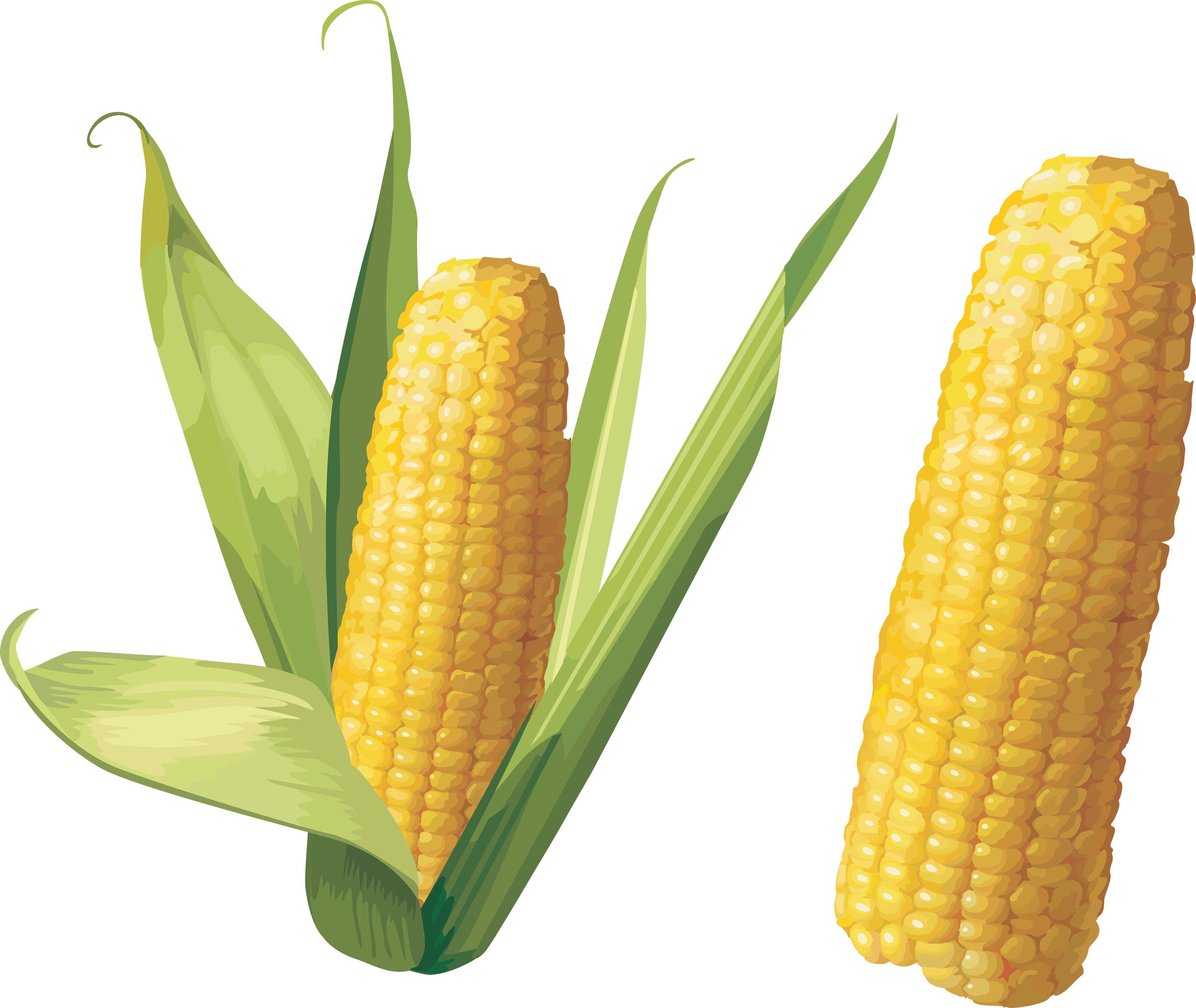 Corn Png Image PNG Image