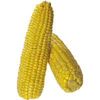 Corn Png Image Transparent HQ PNG Download | FreePNGImg